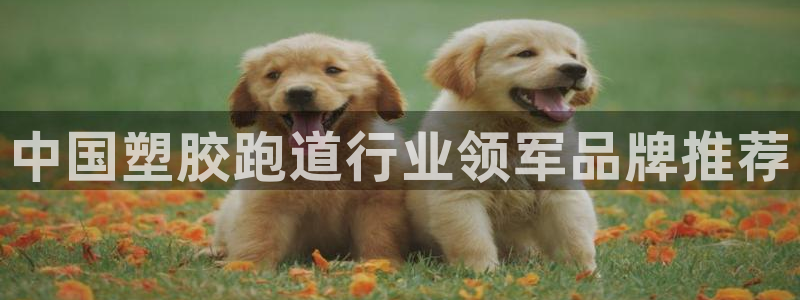 谈球吧体育官网入口：中国塑胶跑道行业领军品牌推荐
