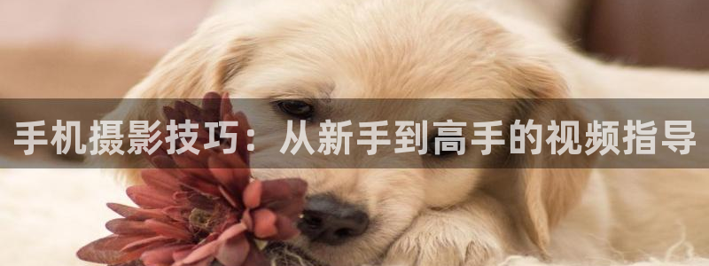 国产伊人影院：手机摄影技巧：从新手到高手的视频指导